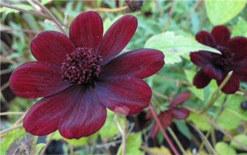 這四種罕見的花卉你都見過嗎?