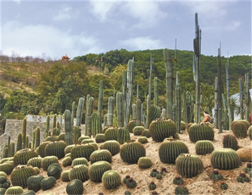仙湖植物園景觀換新顏吸引世界目光