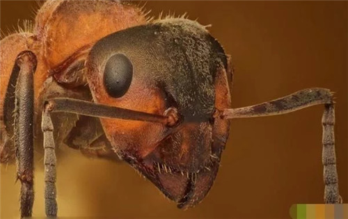 英國200年間竟有421個物種面臨滅絕