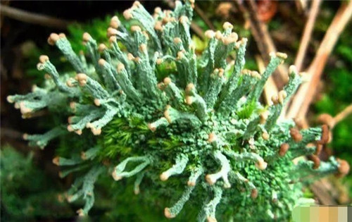 英國200年間竟有421個物種面臨滅絕