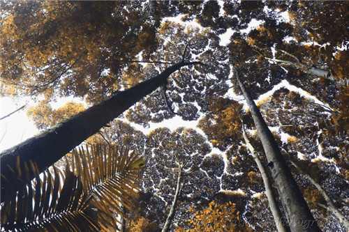 樹木的母性光輝發(fā)揚(yáng)起來人類都力所能及