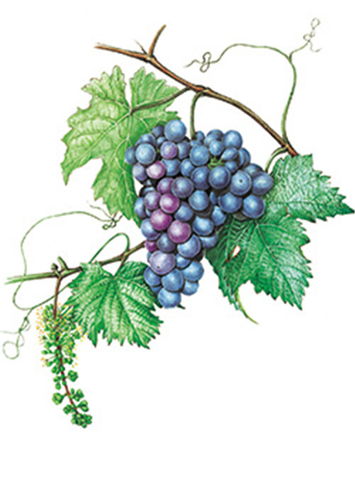 植物科學(xué)畫,宜興有名家