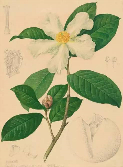 植物科學畫，宜興有名家