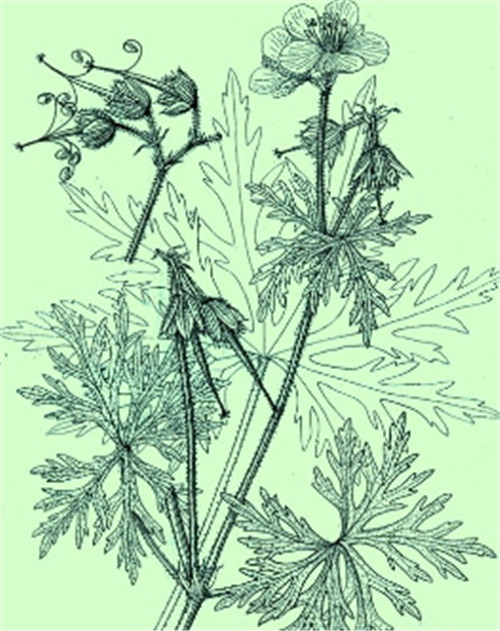 植物科學畫，宜興有名家