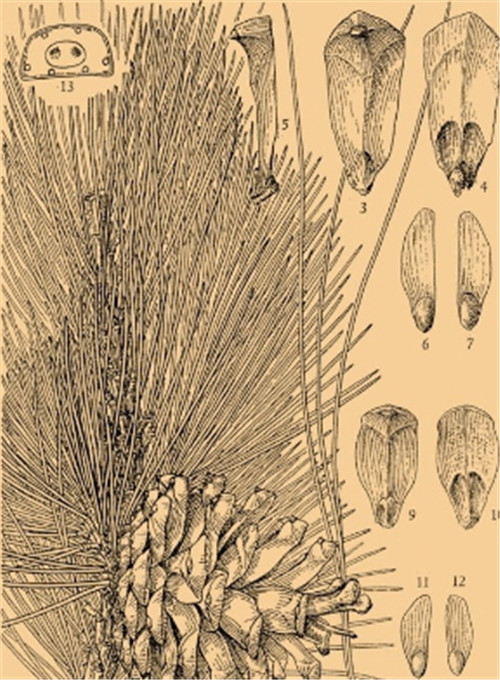 植物科學畫，宜興有名家