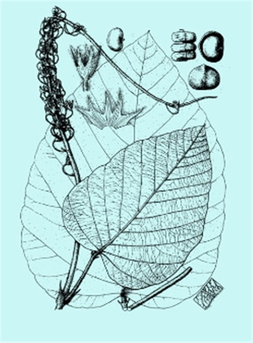 植物科學畫,宜興有名家