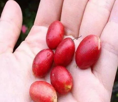 城里人從來(lái)都沒(méi)見(jiàn)過(guò)的,國(guó)寶級(jí)的珍貴植物