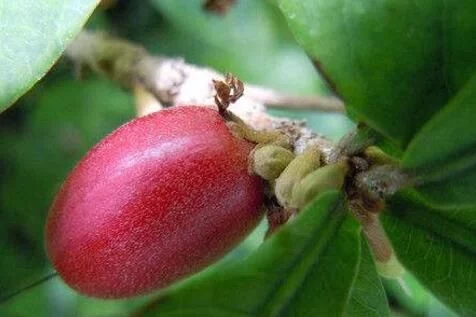 城里人從來(lái)都沒(méi)見(jiàn)過(guò)的,國(guó)寶級(jí)的珍貴植物