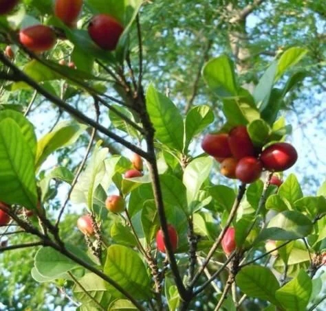 城里人從來(lái)都沒(méi)見(jiàn)過(guò)的,國(guó)寶級(jí)的珍貴植物