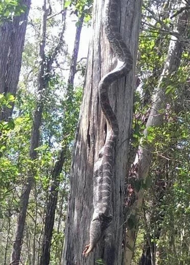 小伙探險途中偶遇“異樣樹木”受驚嚇