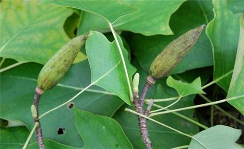 中國特有珍稀Ⅱ級重點保護植物