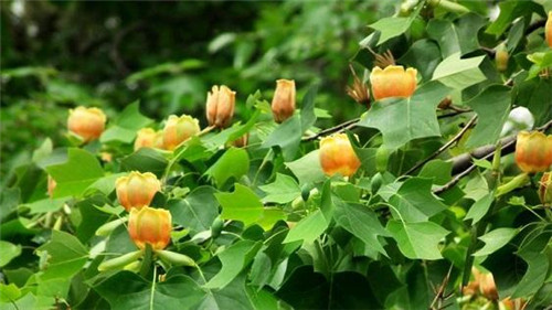 中國特有珍稀Ⅱ級重點保護植物