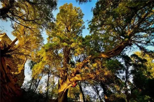 渭南又添一處國家森林公園