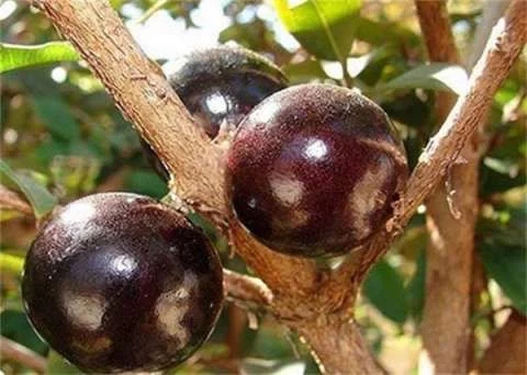 巴西圣保羅州樹林中發現奇怪的樹木