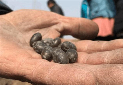 古蓮子：世界上最長壽的植物