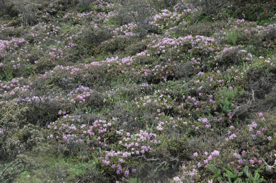 包滿珠:城市建設與屬地自然生態系統的保護