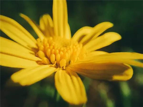 插花花材，你應該這樣挑