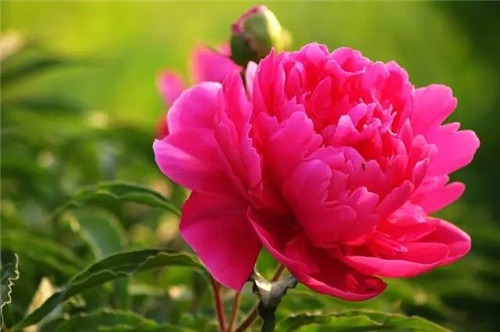 插花花材，你應該這樣挑