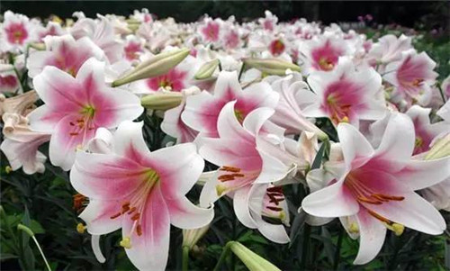 插花花材，你應該這樣挑