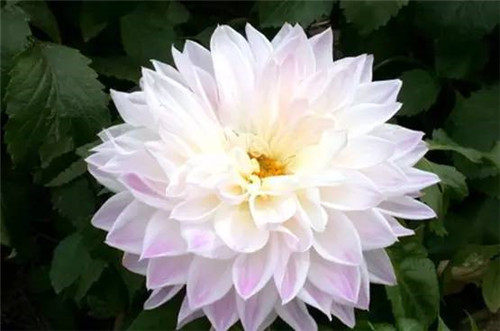 插花花材，你應該這樣挑