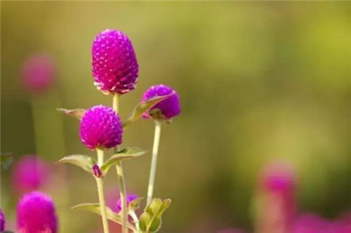 插花花材，你應該這樣挑