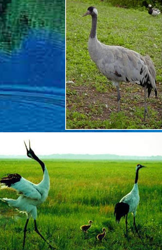 鄧曉梅：衡水湖——如何譜寫人與濕地的新篇章