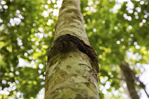 雨林谷:一個原生態(tài)的熱帶雨林植物的王國