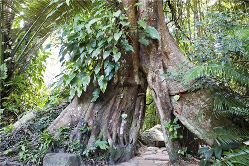 雨林谷:一個原生態(tài)的熱帶雨林植物的王國