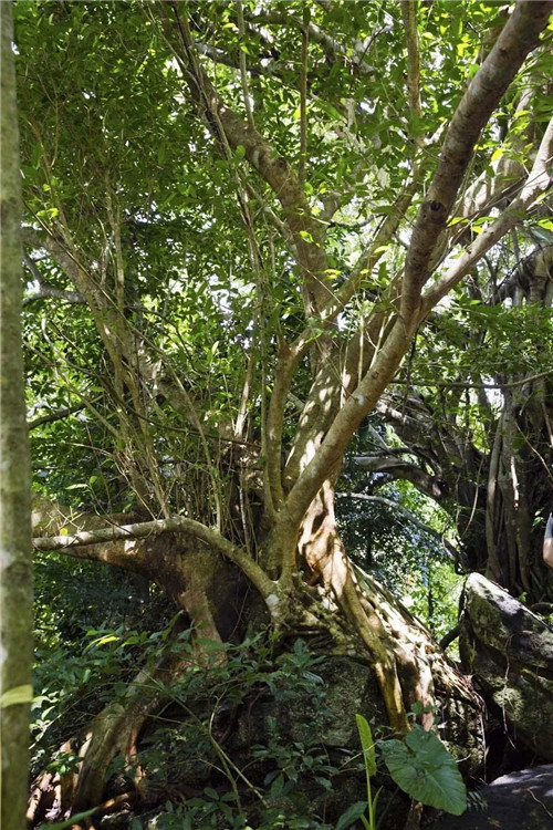 雨林谷:一個原生態(tài)的熱帶雨林植物的王國