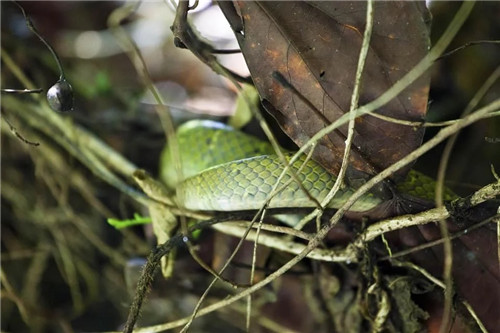 雨林谷:一個原生態(tài)的熱帶雨林植物的王國