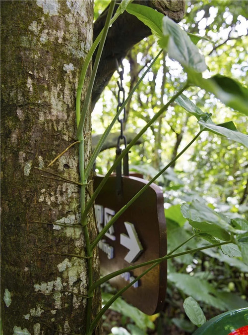  雨林谷：一個原生態的熱帶雨林植物的王國