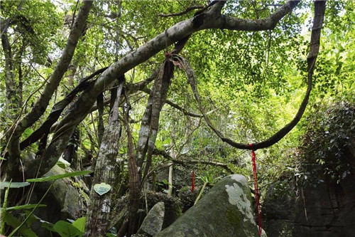  雨林谷：一個原生態的熱帶雨林植物的王國