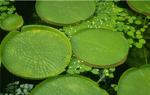 帶你探秘幾大珍惜瀕危植物