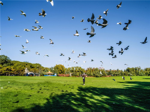 北京五環內竟然有座“城市森林”？