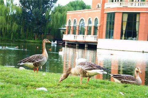 北京五環內竟然有座“城市森林”？