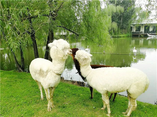 北京五環內竟然有座“城市森林”？