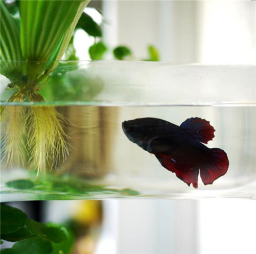 TROP作品：Pok設(shè)計(jì)的雕塑2