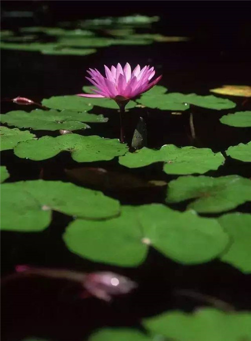 水生植物的種植密度!