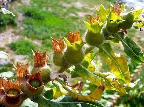 植物有隱藏的記憶?