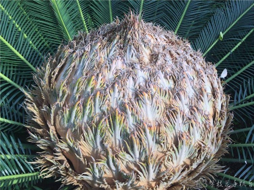 攀枝花公園里這棵蘇鐵開出一朵“霸王花”