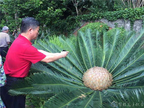 攀枝花公園里這棵蘇鐵開出一朵“霸王花”