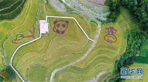 陜西佛坪：鳥瞰生態水稻公園