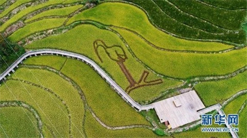 陜西佛坪：鳥瞰生態水稻公園