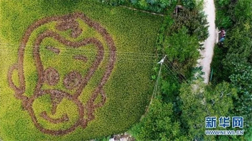 陜西佛坪：鳥瞰生態水稻公園