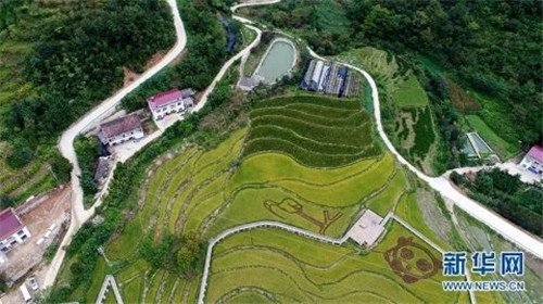 陜西佛坪：鳥瞰生態水稻公園