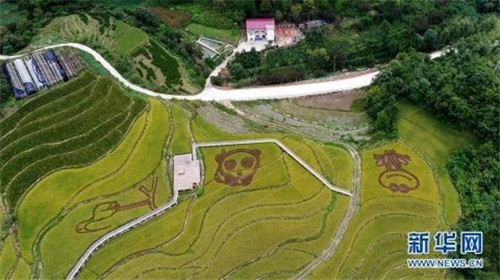 陜西佛坪：鳥瞰生態水稻公園