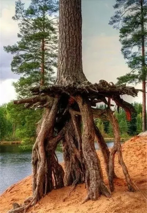 這些千年古樹，都是寶物啊