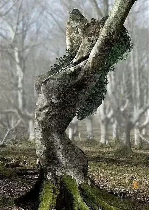 這些千年古樹(shù),都是寶物啊