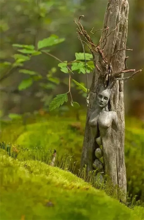 這些千年古樹(shù),都是寶物啊