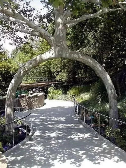 這些千年古樹，都是寶物啊